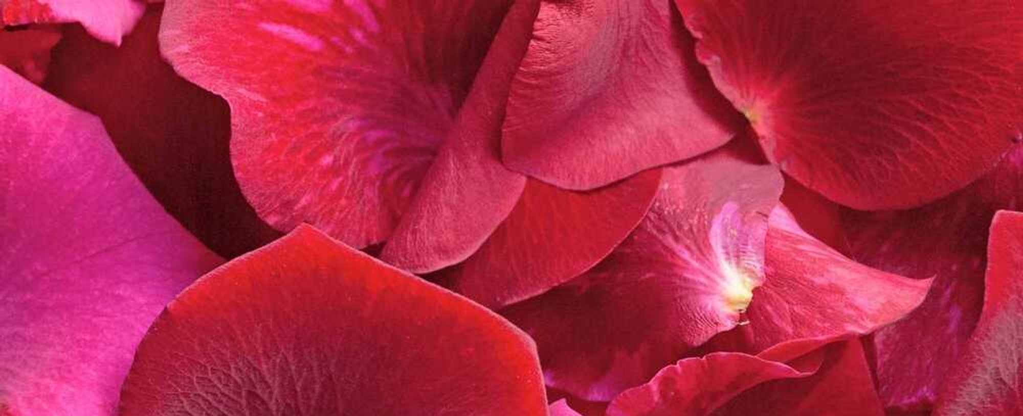 5 Flowers To Work Wonders On Your Skin