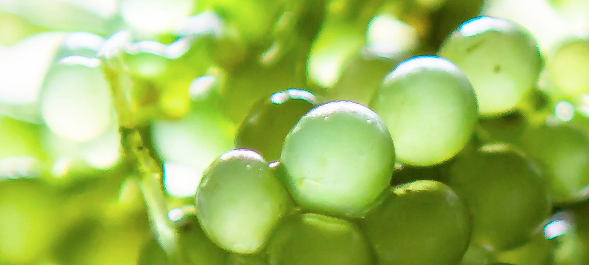 A Closer Look At Microencapsulation In Cosmetics Hero