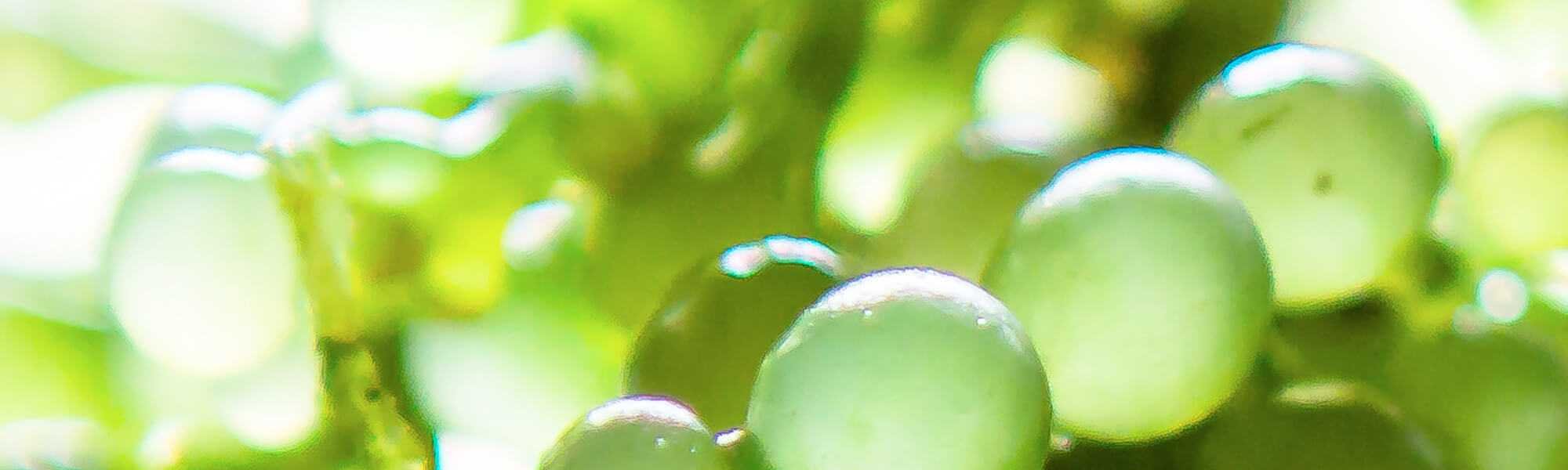 A Closer Look At Microencapsulation In Cosmetics
