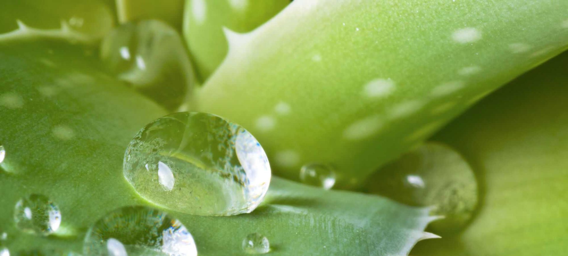 Aloe Vera For The Skin   How To Use This Miracle Plant