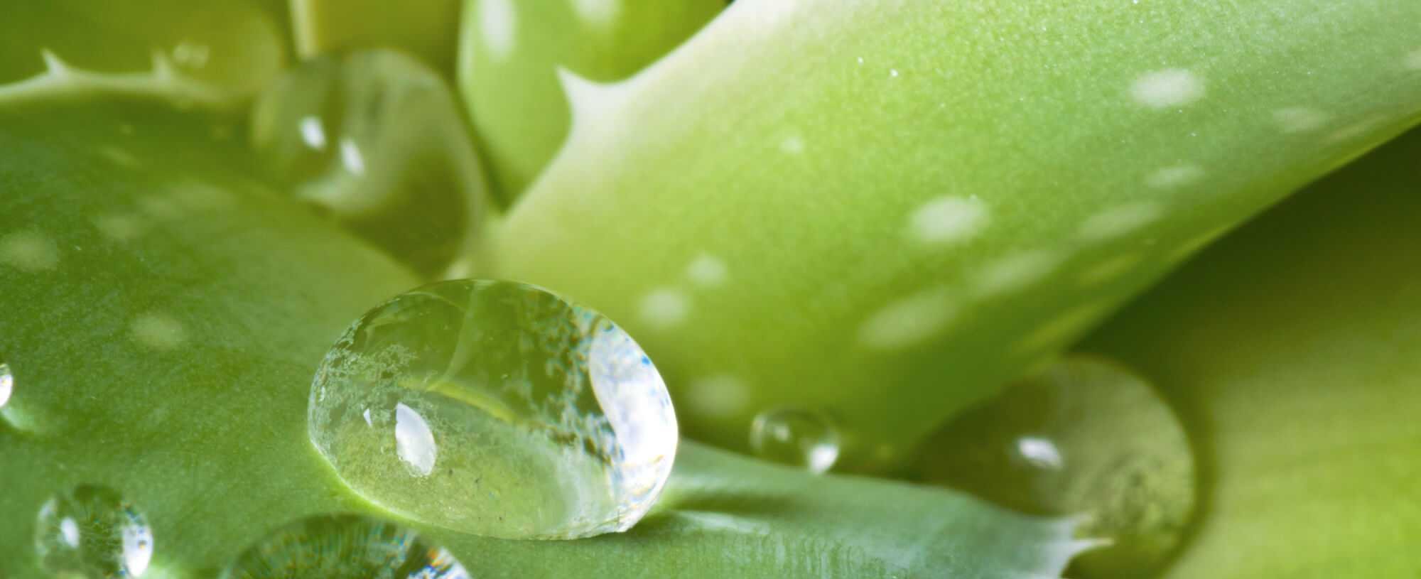 Aloe Vera For The Skin How To Use This Miracle Plant