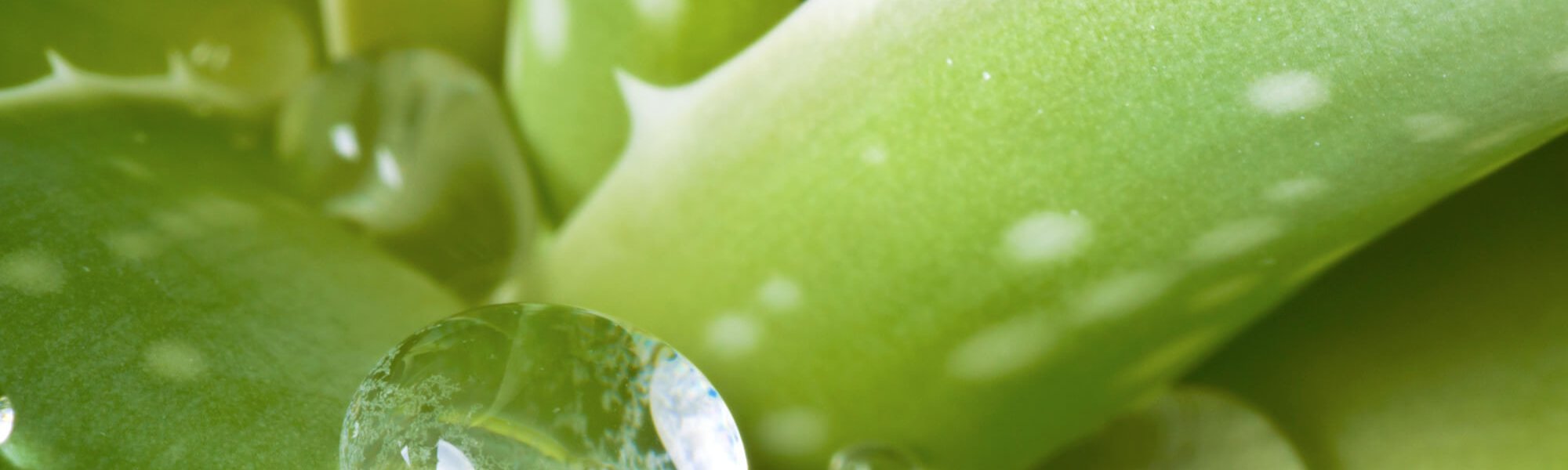 Aloe Vera For The Skin How To Use This Miracle Plant Hero