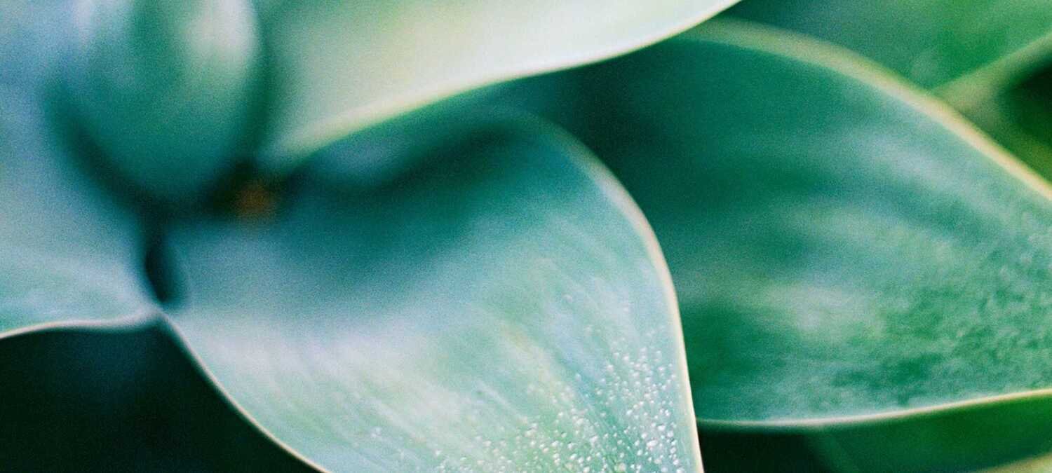 Anti Ageing The Wonderful World Of Plant Based Oils