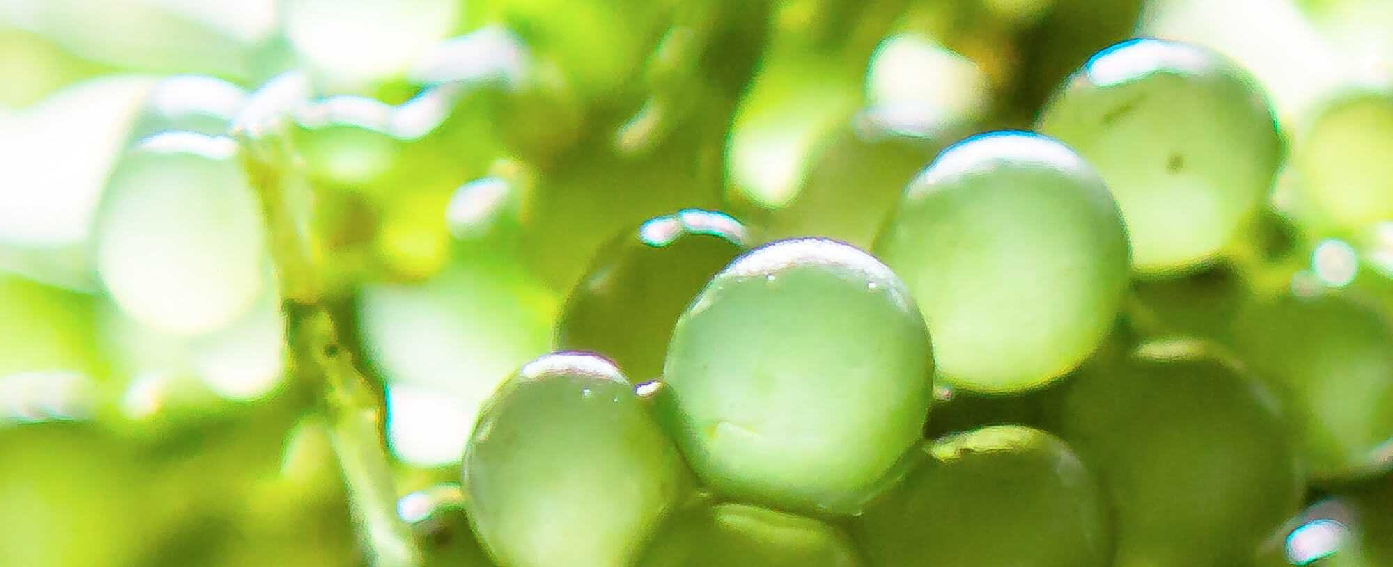 Beauty Superfoods Elixirs Of Youth On A Plate