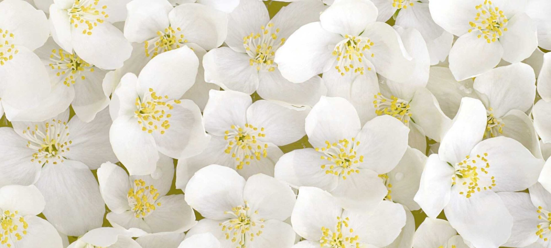 The Amazing Benefits Of Orange Blossom For Skin