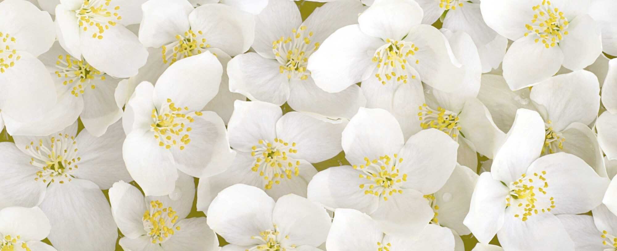The Amazing Benefits Of Orange Blossom For Skin