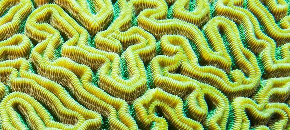 The Secret World Of The Microbiome