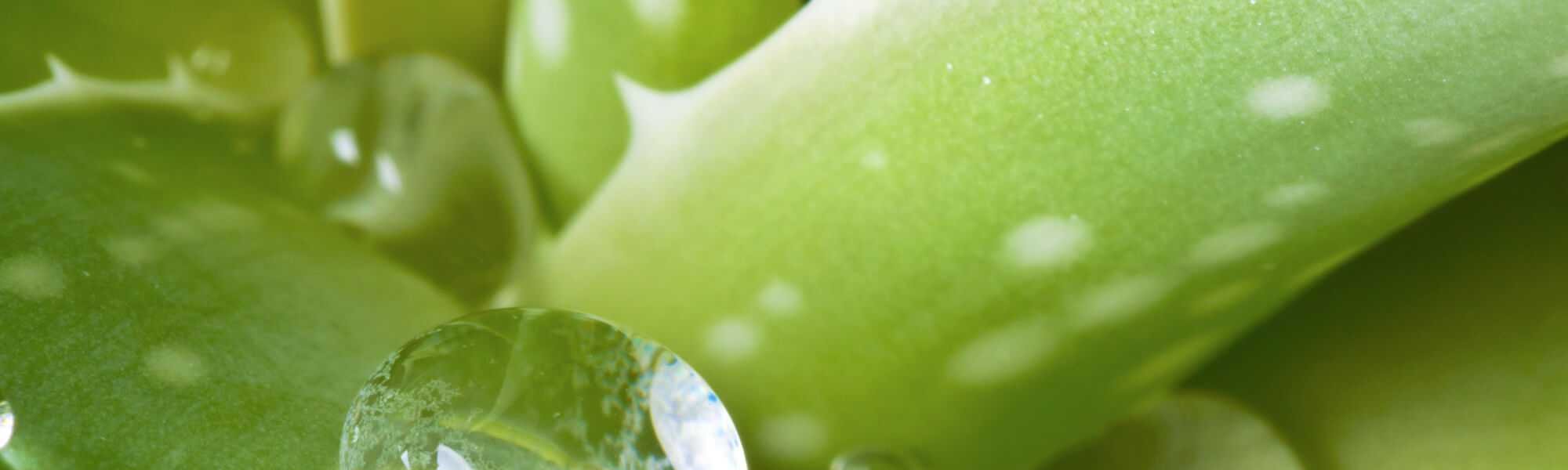 The Wonderful World Of Skin Saving Plants