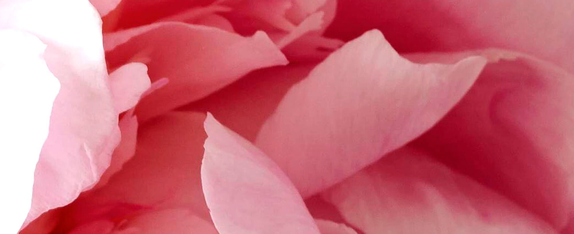 Using Imperial Peonies For A Healthy Glow Hero