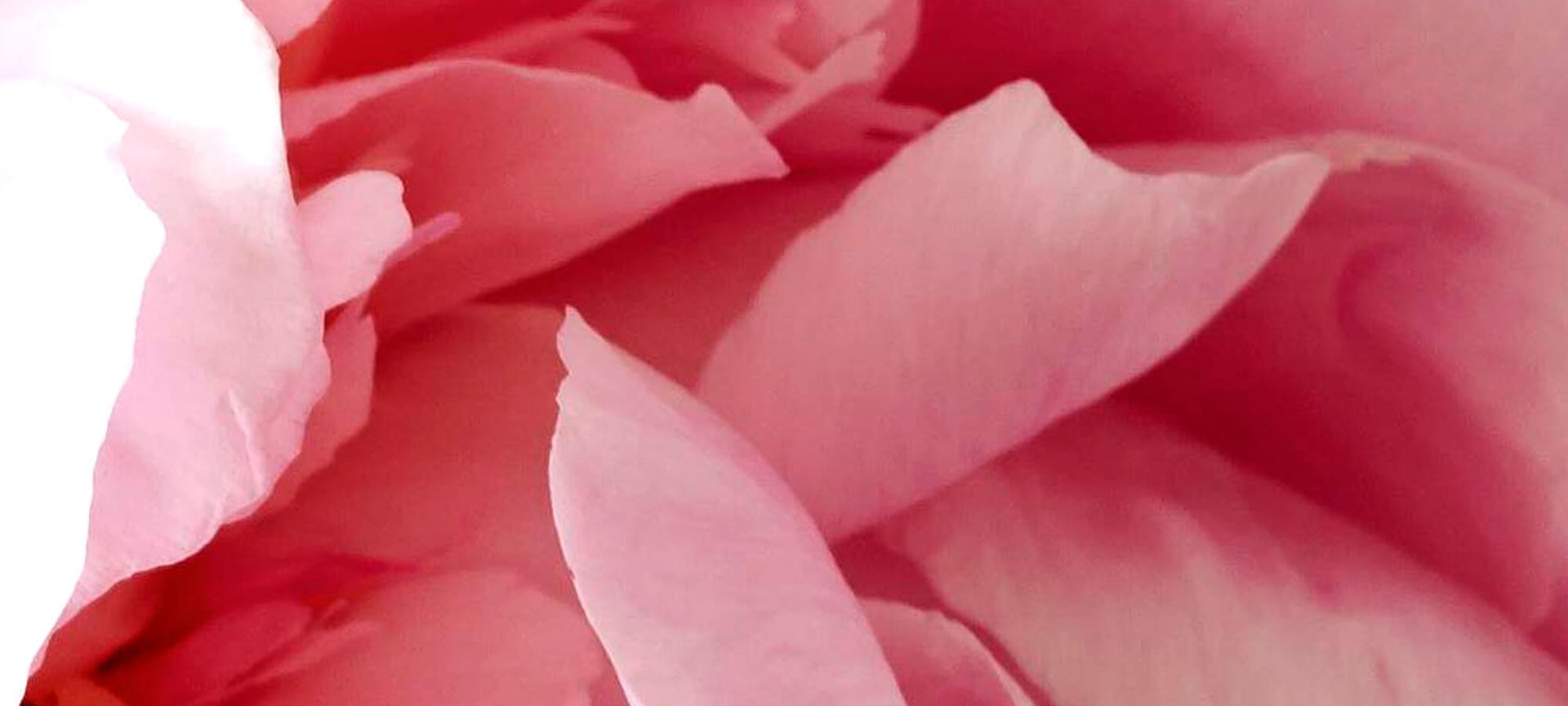 Using Imperial Peonies For A Healthy Glow Hero