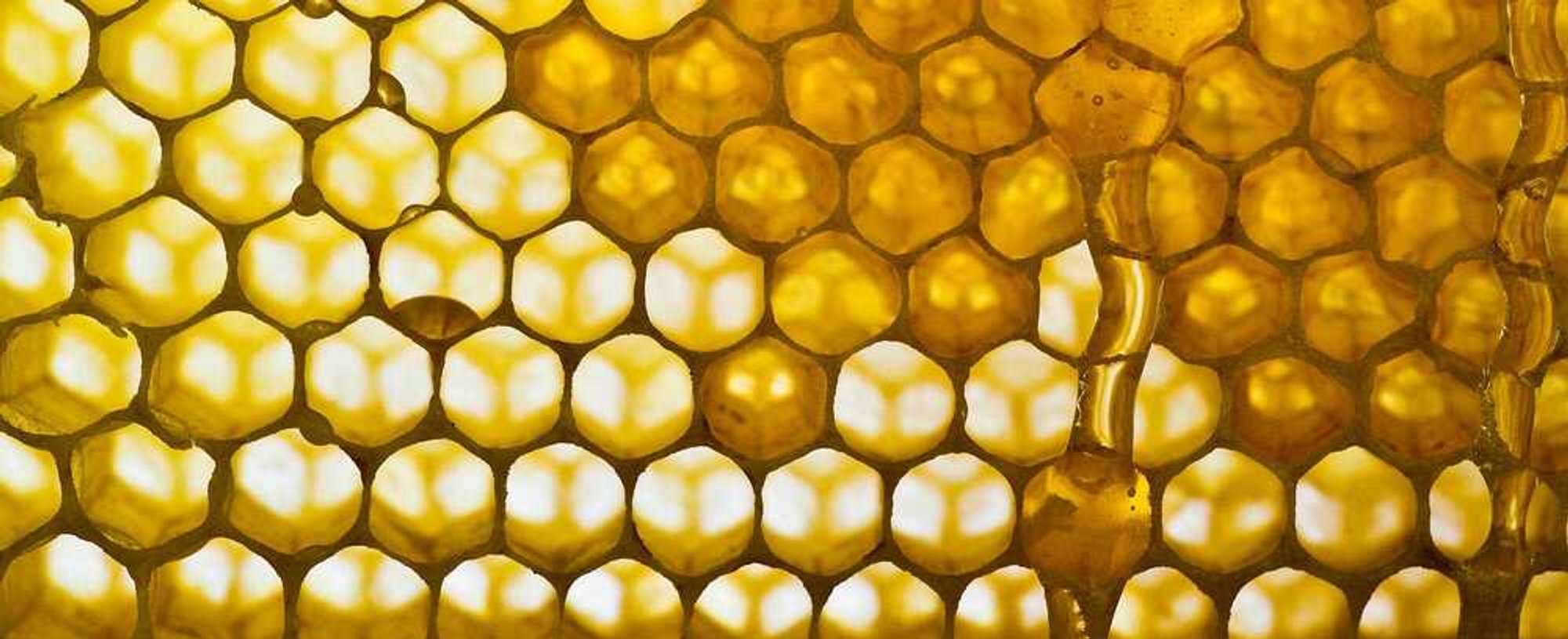 We Reveal The Benefits Of Royal Jelly For The Skin