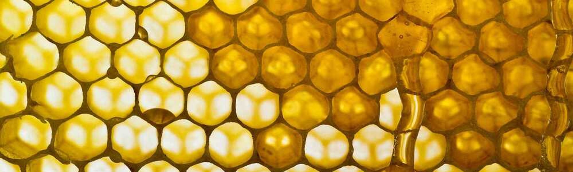 We Reveal The Benefits Of Royal Jelly For The Skin
